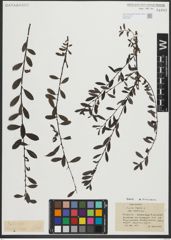 Foto von Salix repens subsp. repens L.